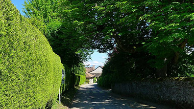 綠籬在園林景觀設計中的幾點作用總結(jié)